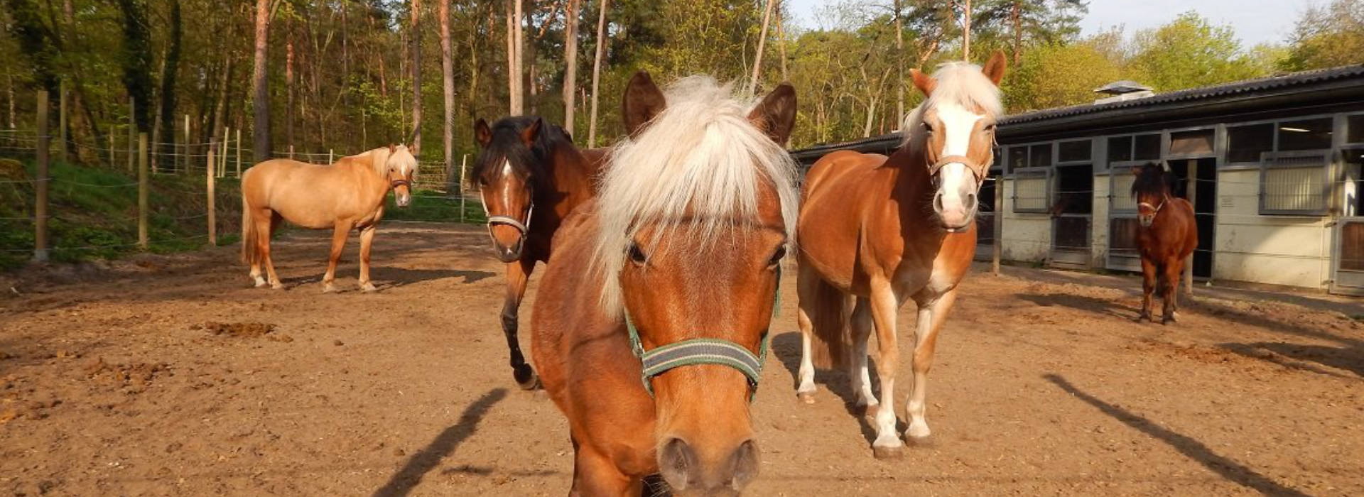 49+ toll Fotos Haus Kaufen Pferdehaltung HausLand