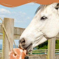 (F) Ein Mineralleckstein