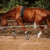 (R) Eine Longierpeitsche