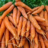 (F) Ein kleiner Sack Möhren