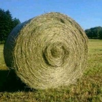 (F) Ein Rundballen Heu