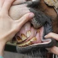 (D) Eine Zahnbehandlung