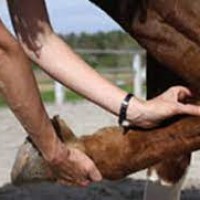 (D) Osteopathische Behandlung