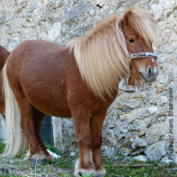 Pony