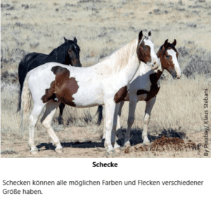Schecke+