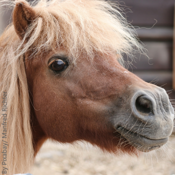 Pony-2