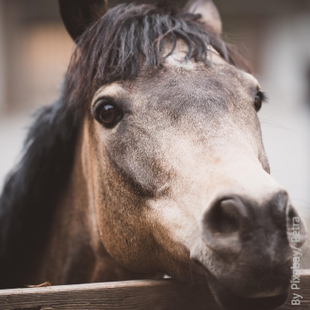 Pony-3