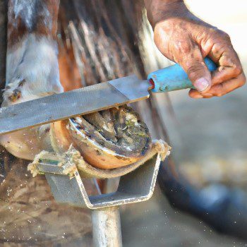 huf abfeilen-klein huf abfeilen-klein